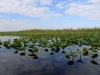 Everglades in Florida