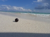 Black sphere on the beach