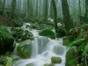 Creek on Burke Mountain