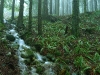 Creek on Burke Mountain